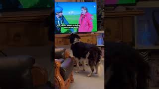 Monty says I could do that! #husky #dogs #canine #collie #sheepdog  #vet #tv #bordercollie