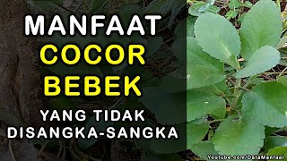 Manfaat Cocor Bebek | Khasiat Cocor Bebek Untuk Kesehatan Dan Kecantikan Yang Tidak Disangka-Sangka