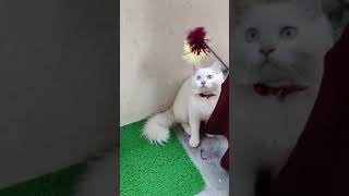 Cutest Friend In my Life 🧬💓 Very Cute 😹 #comedy #Shorts #trending #viral #cat #bts #youtube #reels