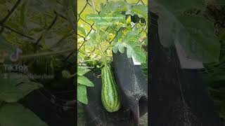 Growing watermelons vertically