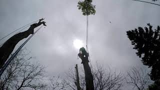 Steve West tree removal