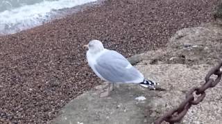 Hastings day trip 26.11.2016