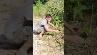 confronting venomous snakes #snake #shortsvideo