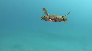 A swimming Swimming Crab