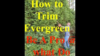 Trimming Big EverGreen