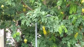 Two Trees In Janakpuri, Delhi