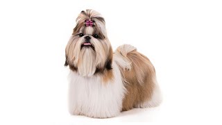 Bella - Shih Tzu