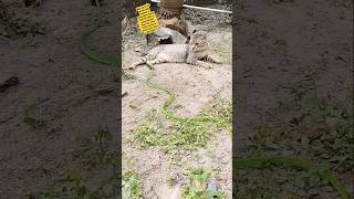 Why cat is not afraid with the 🐍?#reels #shorts #cat #usa #snake #wildlife