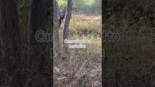 Leopard can camouflage so good #madhyapradesh #travel #tiger #leopard