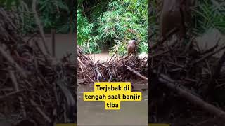 Terjebak saat banjir tiba