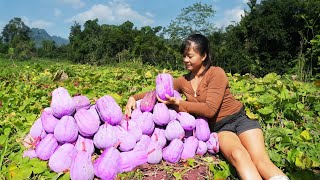 Harvest Red Pumpkin Goes To Countryside Market Sell, Cooking Pumpkin Flower | Tiểu Vân Daily Life