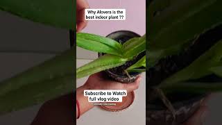 #alovera #indoorplants #indoorgarden #gardening #happygardening #shorts #viral #shortvideo #कोरफड