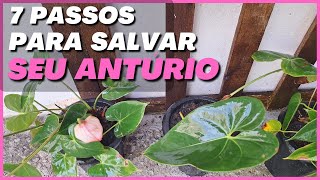 🌺REPLANTES: Como plantar ANTÚRIOS