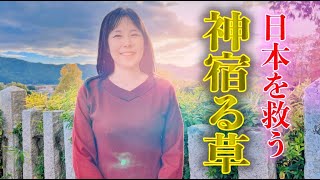 削除覚悟※消される前に一瞬でも見て下さい※99％が知らない日本の救う神の草２７１マコモファームはながつみ