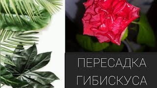 Мои растения🪴 Пересадка          #Китайская роза  #Растения            #Цветы                #Роза