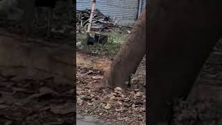 peacock #IITK #Beautiful bird #shortvideos