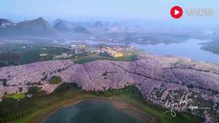 Guizhou China: this is the most beautiful cherry blossom landscape in the world