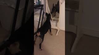 Puppy seen mirror first time - English Bull Terrier