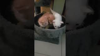 Cute Kittens Explore New Home#awolatv