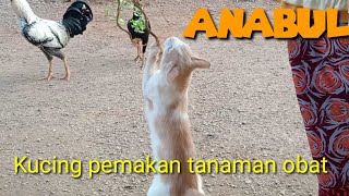 tanaman obat dimakan kucing