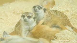 The meerkats know how to stay cute and alert.