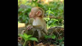 Lovely moment of adorable baby Jovi got sweet kissing and grooming from mother, Thank you for..