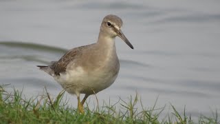 Grey Tailed Tattler | Rare vagrant Bird to the coasts of india in Tamilnadu