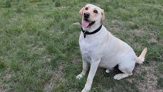 Labrador: Fun in the sun