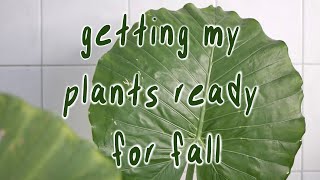 GETTING READY FOR FALL | plant chores