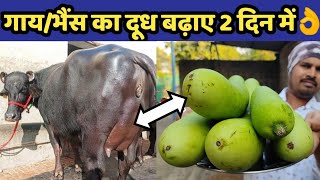 गाय/भैंस का दूध बढ़ाए मात्र 2 दिनों में|Doodh bdhane ka tarika|How to increase cow/buffalo milk