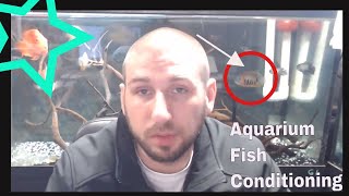 Conditioning Your Fish