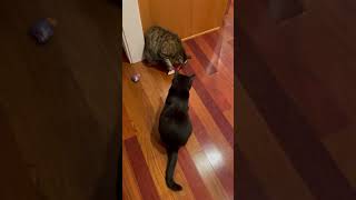 Black Cat SLAPS Tabby For Ice Cream Cone As Metallica Plays Seek And Destroy!