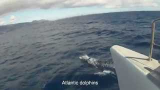 Dolphin and whale watching on Sea Nature. Jan 2015