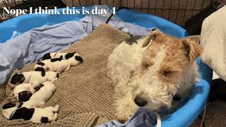 Day 4/5 Wire Fox Terrier Puppies