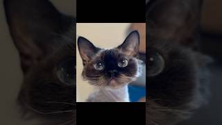 Funny cats #cat #funny #catvideos