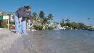 Triple Sea Turtle Release!