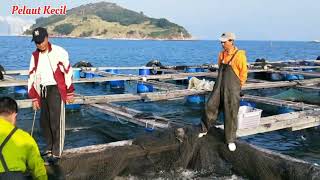 panen ikan bawal putih di kerambah Hong Kong ‖ ikannya banyak banget.