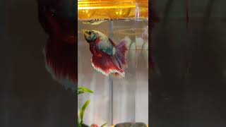 Betta fish ❤️❤️❤️