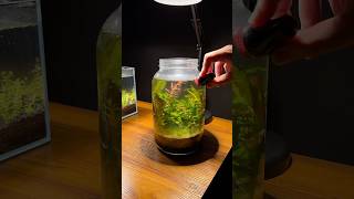 Turning a jar into an aquarium ecosystem