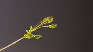 Time Lapse Bud Sprouts Flower Leaf Free stock footage Free HD