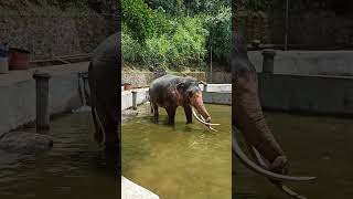 Elephants Sri Lanka🐘#subscribe#srilankaelephant#elephant#shorts#short#srilanka#shots#travel#nature