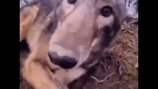 Wolf boop but nothing happens (good ending)