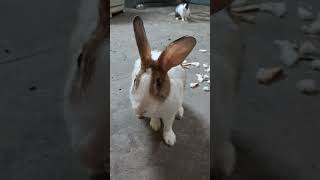 #@Mast animal,folding and eating ,bunny masti