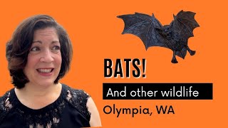 Bats in Olympia, WA | Where to see them in nature