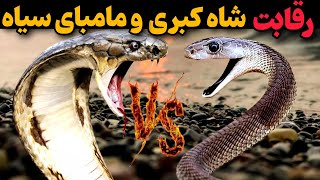 خطرناکترین نبرد بین سمی ترین مارهای جهان 🔥شاه کبری و مامبای سیاه😱