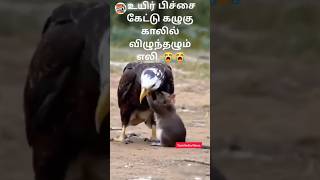 Live footage of a mouse fighting for its life against an eagle 🦅🐀😱 | #shortsfeed #shorts #viralnews