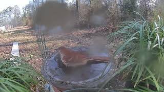 Feb 24 2022 Daily Backyard Birds UNEDITED Birdfy Cam #caughtonNetvue