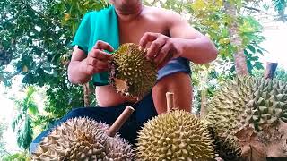 kebun durian