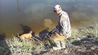 Double ducks Gila bend AZ. November 2018