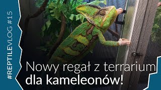 NOWY REGAŁ I KAMELEONY SAMBAVA, AMBANJA BLUE I JEMEN!